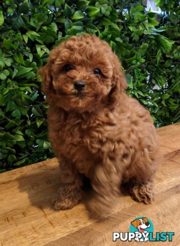 F1B Toy Cavoodle Puppies - DNA CLEAR - Located in Croydon Hills VIC 3136