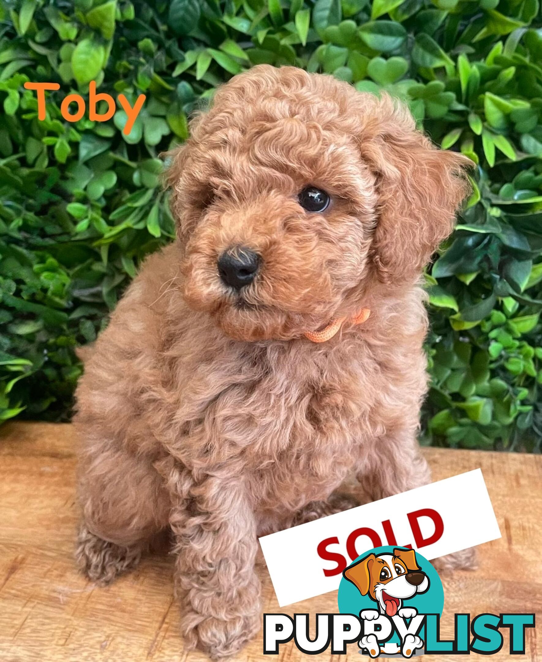 F1B Toy Cavoodle Puppies - DNA CLEAR - Located in Croydon Hills VIC 3136