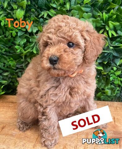 F1B Toy Cavoodle Puppies - DNA CLEAR - Located in Croydon Hills VIC 3136