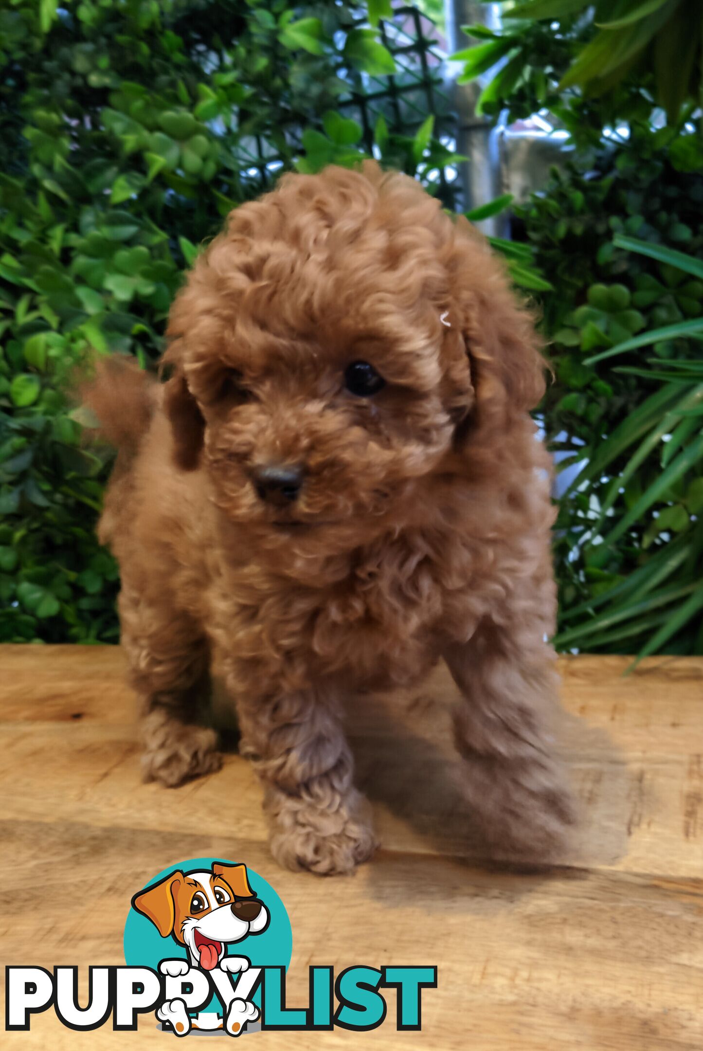 F1B Toy Cavoodle Puppies - DNA CLEAR - Located in Croydon Hills VIC 3136