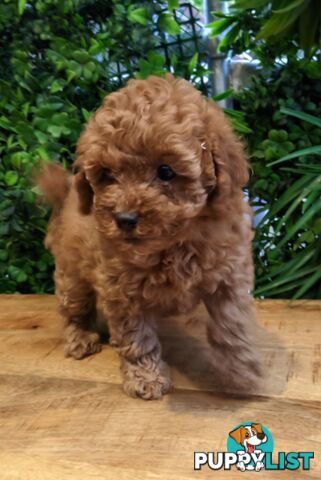F1B Toy Cavoodle Puppies - DNA CLEAR - Located in Croydon Hills VIC 3136