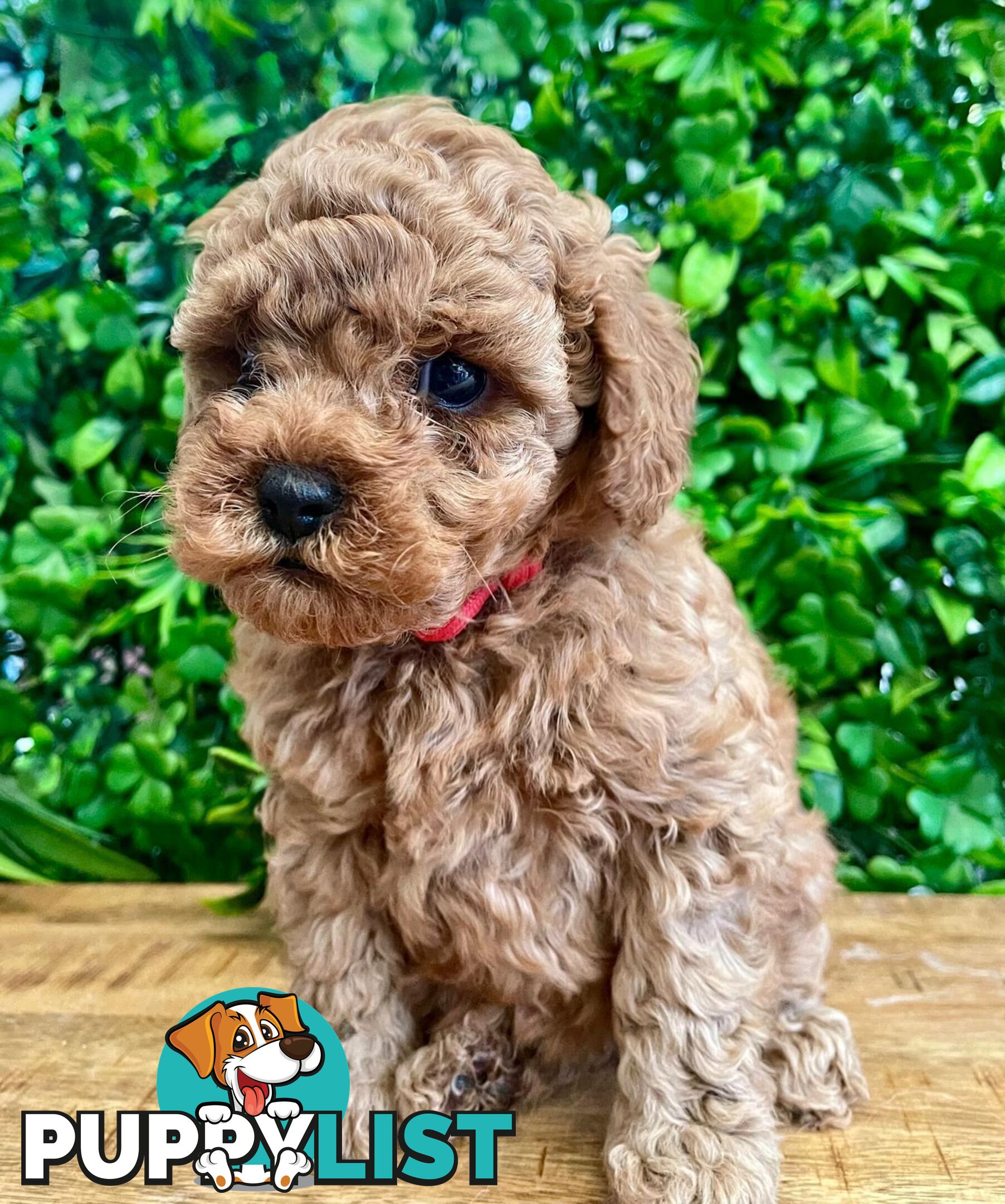F1B Toy Cavoodle Puppies - DNA CLEAR - Located in Croydon Hills VIC 3136