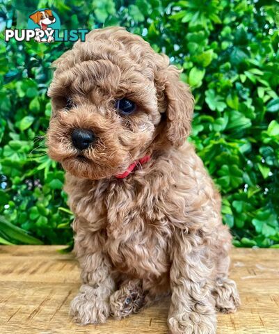 F1B Toy Cavoodle Puppies - DNA CLEAR - Located in Croydon Hills VIC 3136