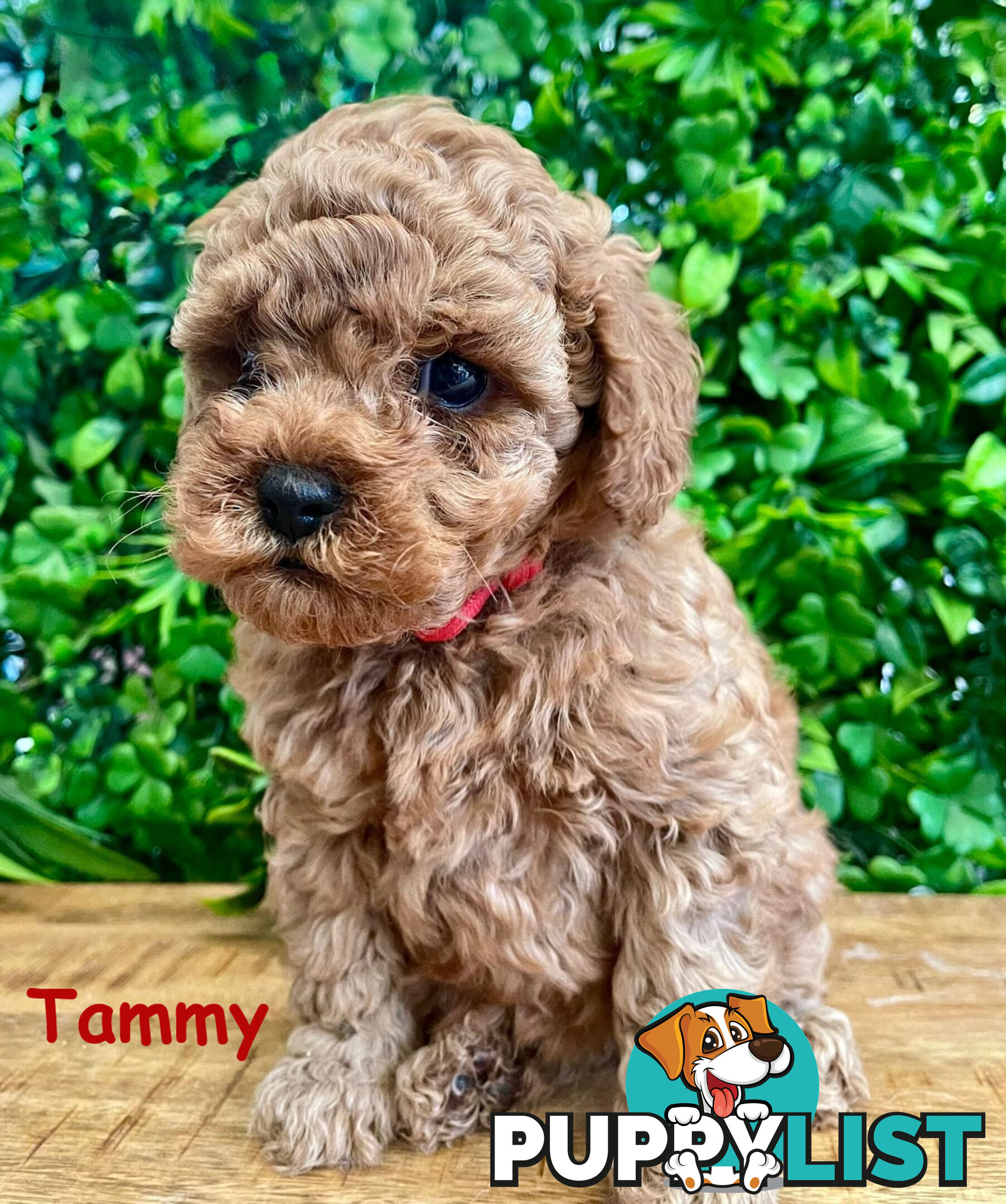 F1B Toy Cavoodle Puppies - DNA CLEAR - Located in Croydon Hills VIC 3136