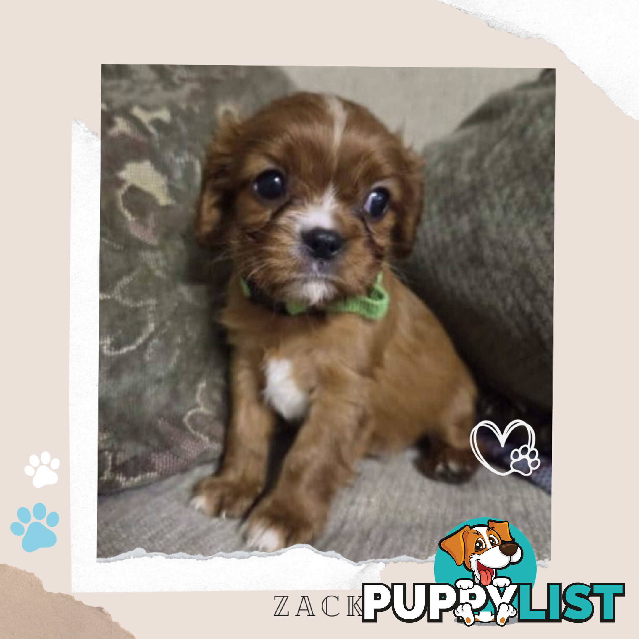 Purebred Cavalier King Charles Puppies - Located Mooroolbark VIC 3138