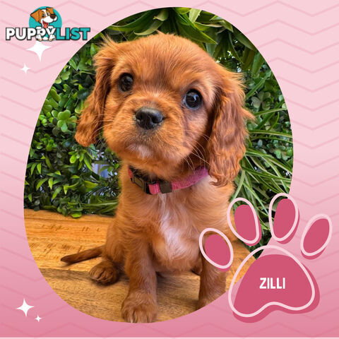 Purebred Cavalier King Charles Puppies - Located Mooroolbark VIC 3138