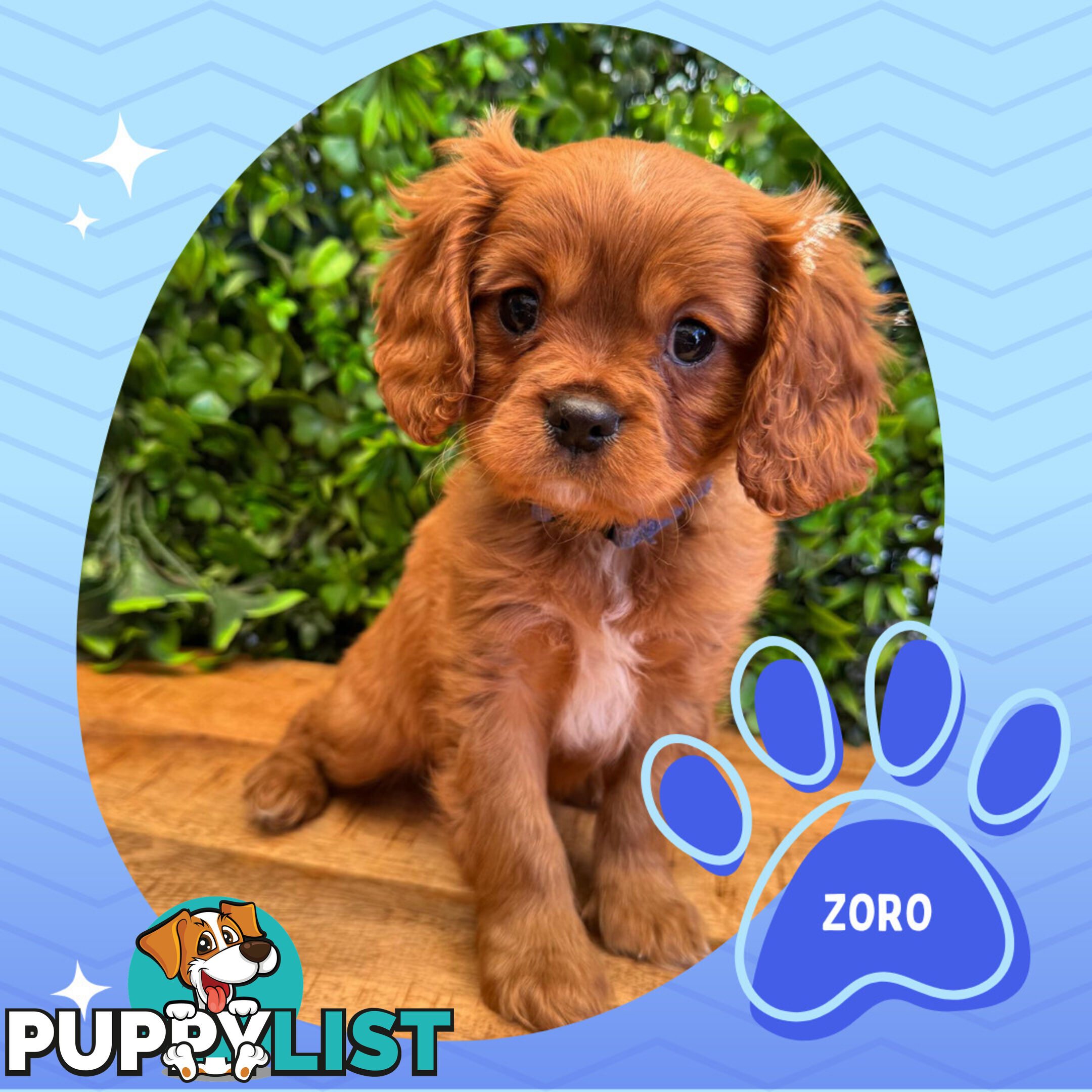 Purebred Cavalier King Charles Puppies - Located Mooroolbark VIC 3138