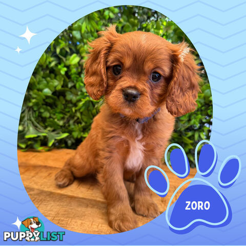 Purebred Cavalier King Charles Puppies - Located Mooroolbark VIC 3138