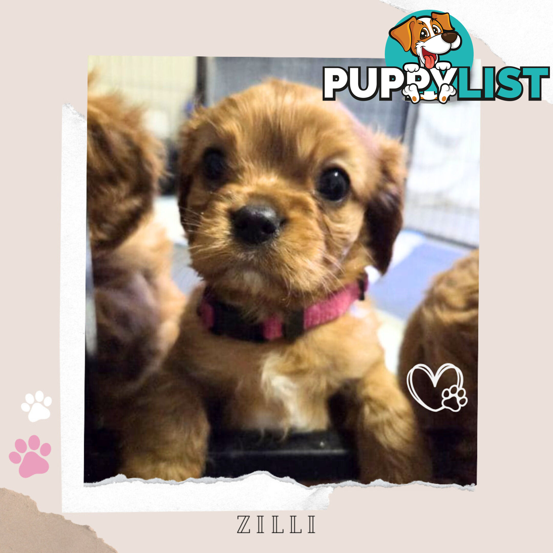 Purebred Cavalier King Charles Puppies - Located Mooroolbark VIC 3138
