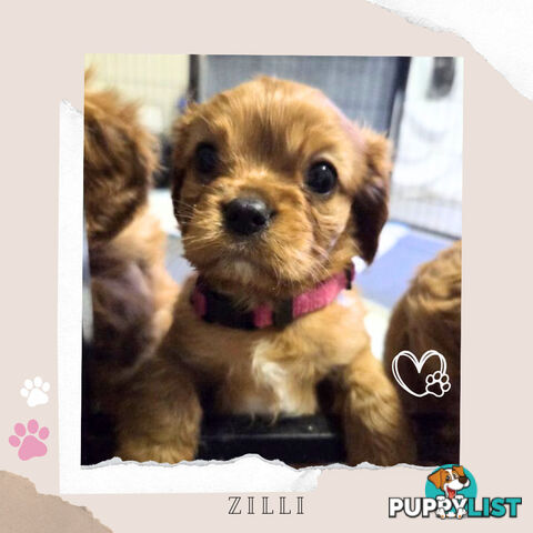 Purebred Cavalier King Charles Puppies - Located Mooroolbark VIC 3138