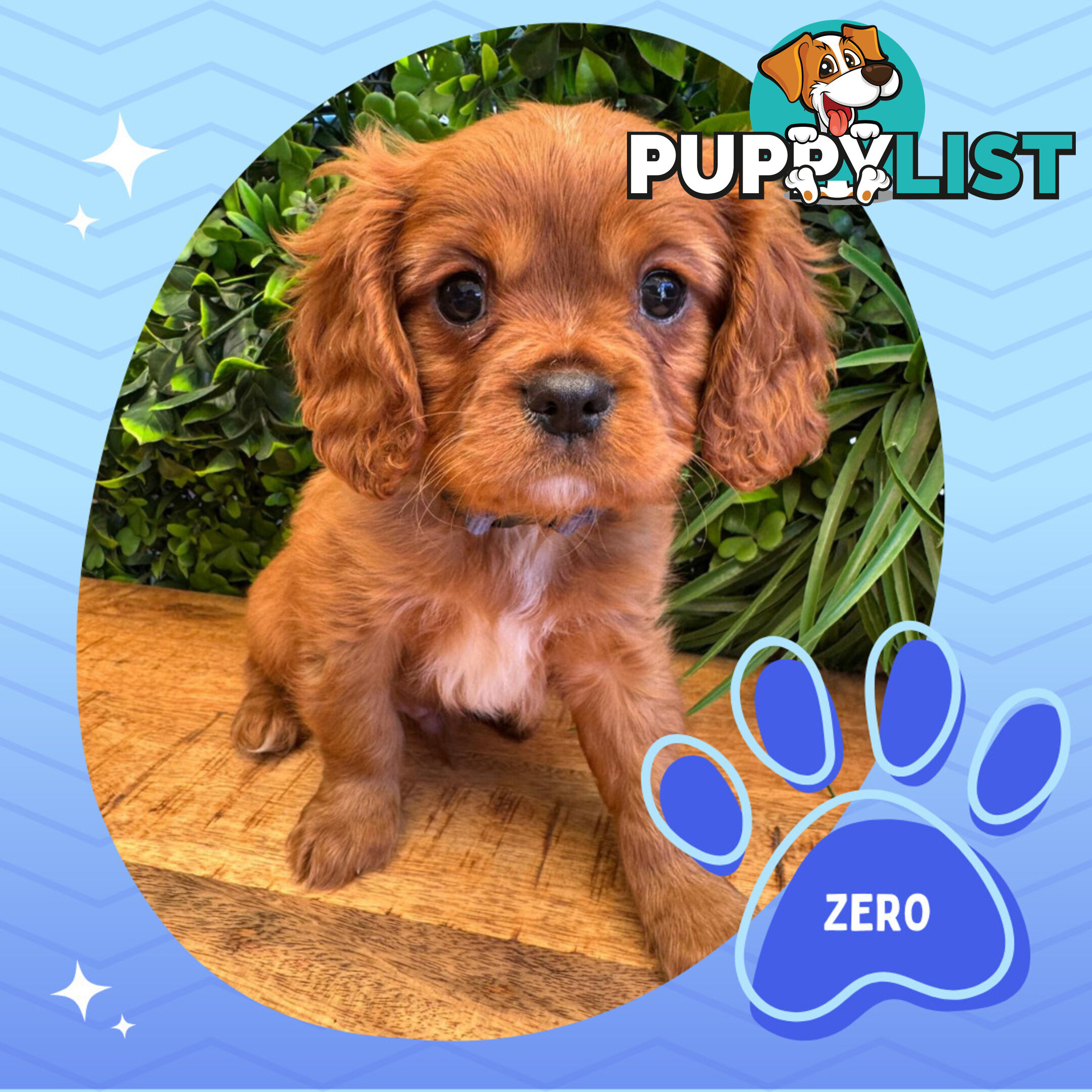 Purebred Cavalier King Charles Puppies - Located Mooroolbark VIC 3138