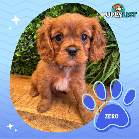 Purebred Cavalier King Charles Puppies - Located Mooroolbark VIC 3138