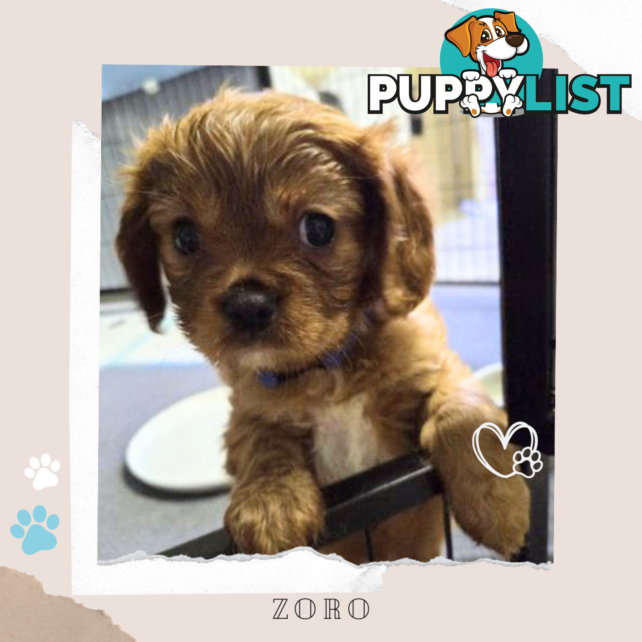Purebred Cavalier King Charles Puppies - Located Mooroolbark VIC 3138