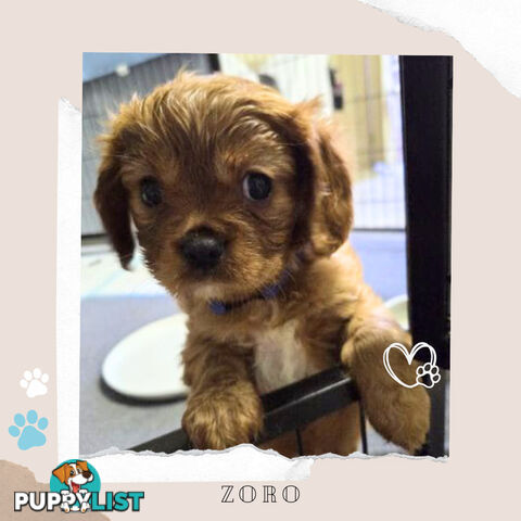 Purebred Cavalier King Charles Puppies - Located Mooroolbark VIC 3138