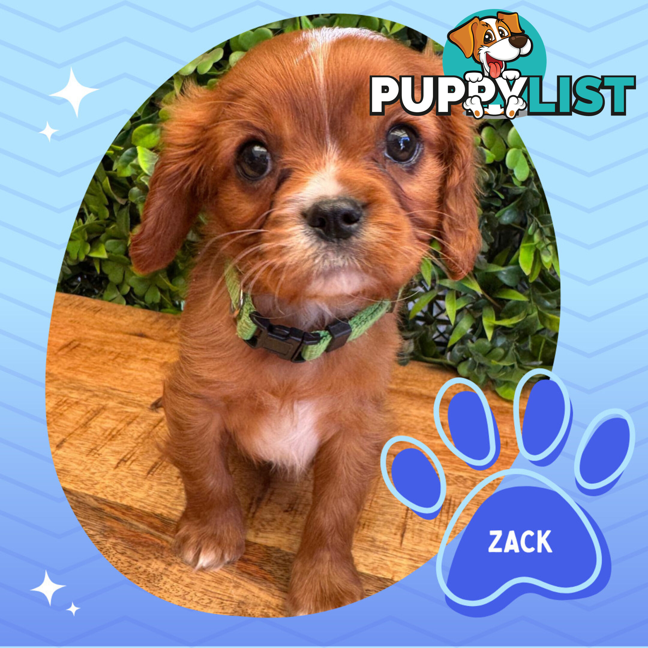 Purebred Cavalier King Charles Puppies - Located Mooroolbark VIC 3138