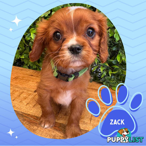 Purebred Cavalier King Charles Puppies - Located Mooroolbark VIC 3138