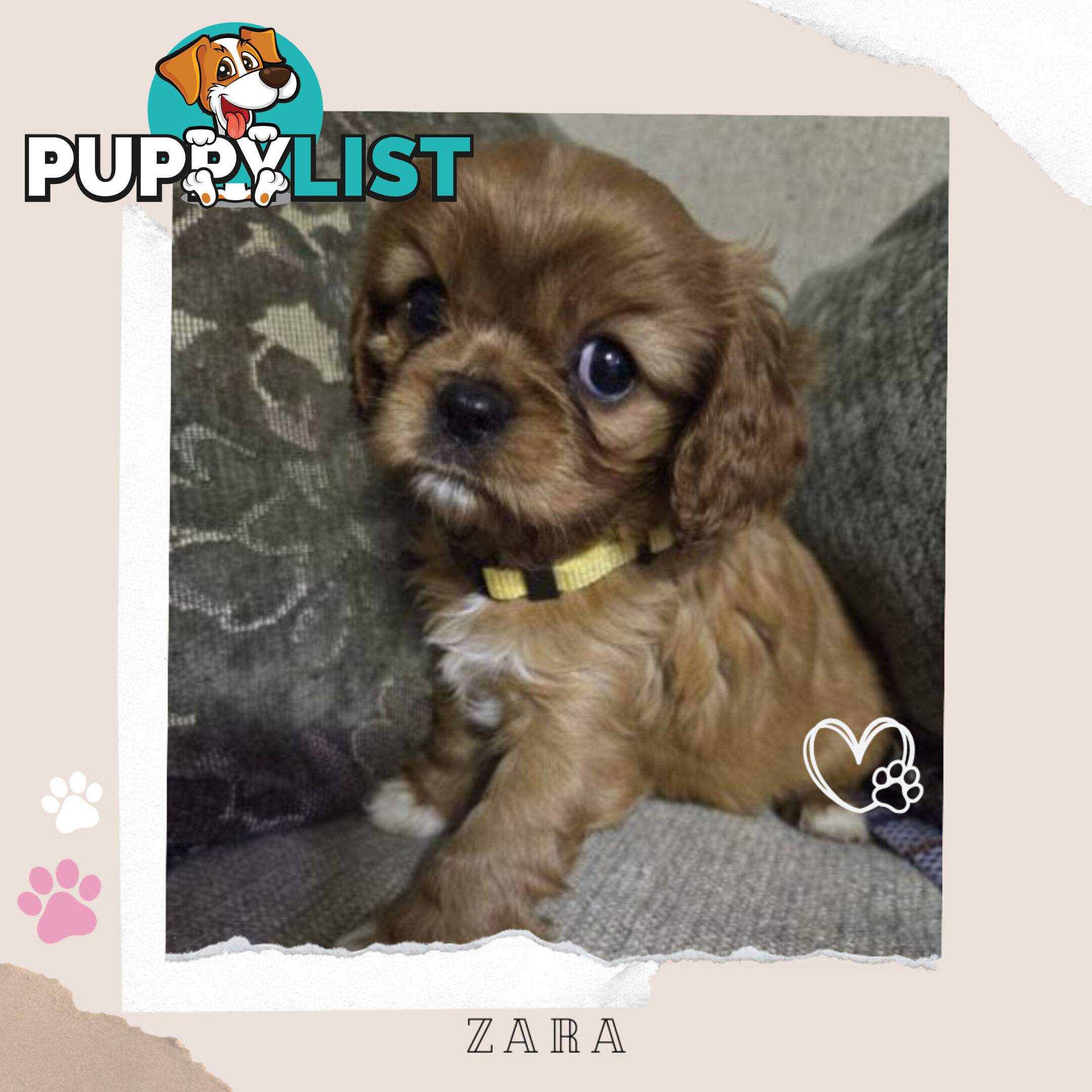 Purebred Cavalier King Charles Puppies - Located Mooroolbark VIC 3138