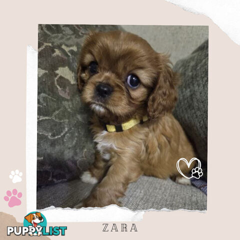 Purebred Cavalier King Charles Puppies - Located Mooroolbark VIC 3138