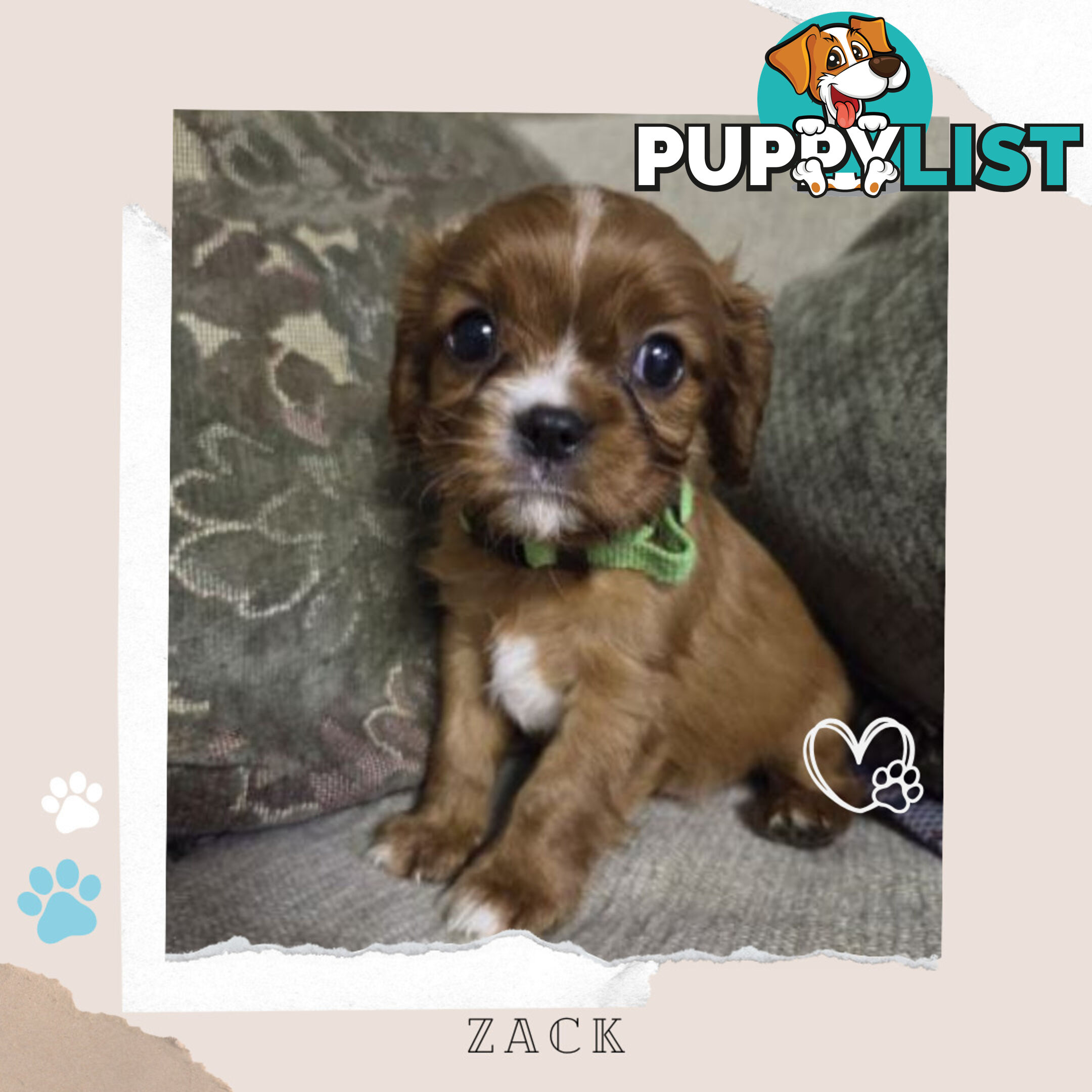 Purebred Cavalier King Charles Puppies - Located Mooroolbark VIC 3138