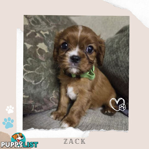Purebred Cavalier King Charles Puppies - Located Mooroolbark VIC 3138
