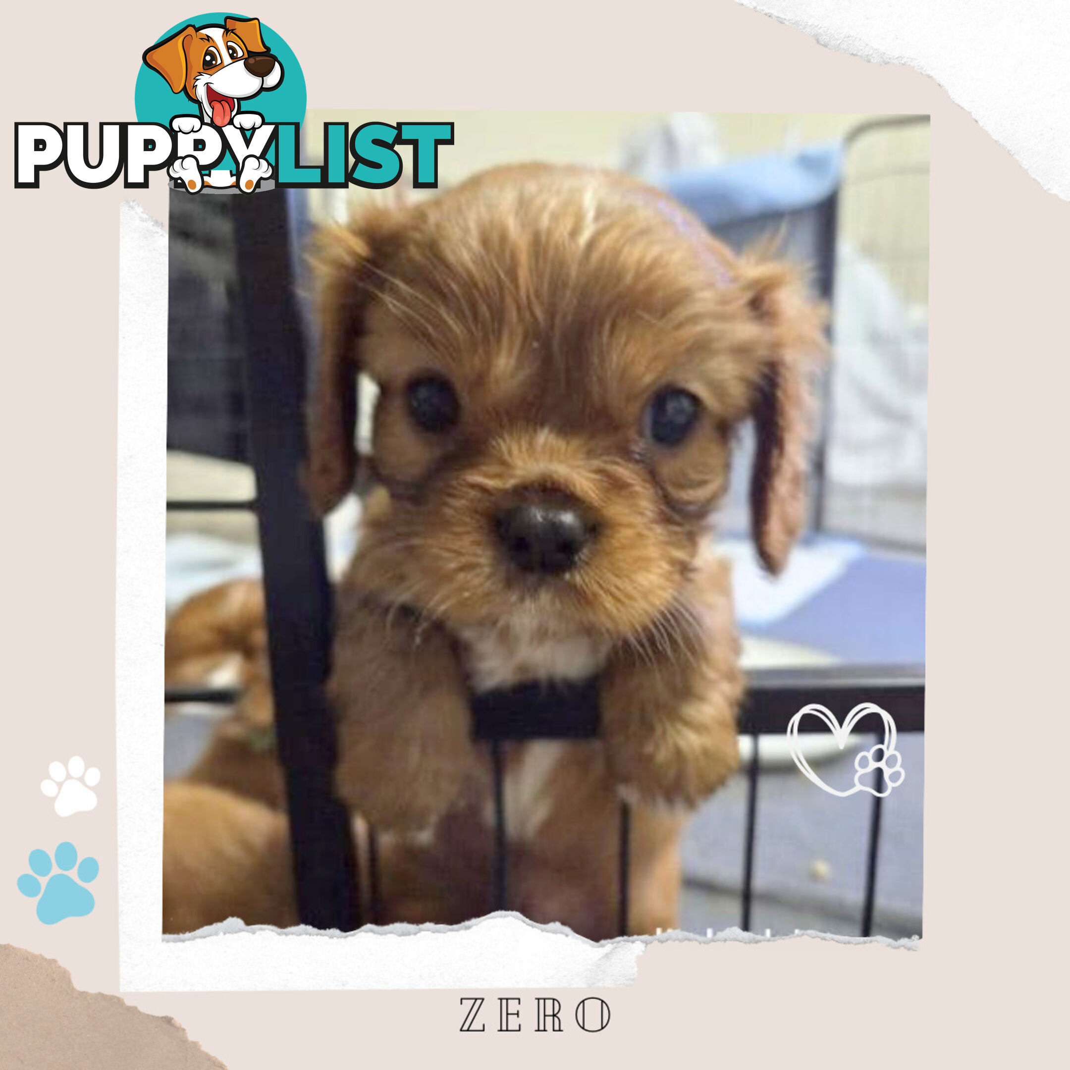 Purebred Cavalier King Charles Puppies - Located Mooroolbark VIC 3138