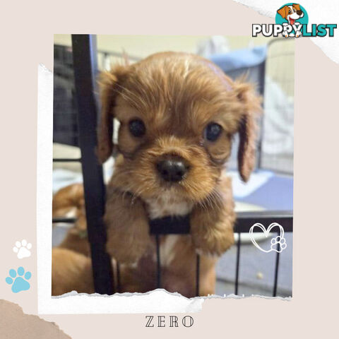 Purebred Cavalier King Charles Puppies - Located Mooroolbark VIC 3138