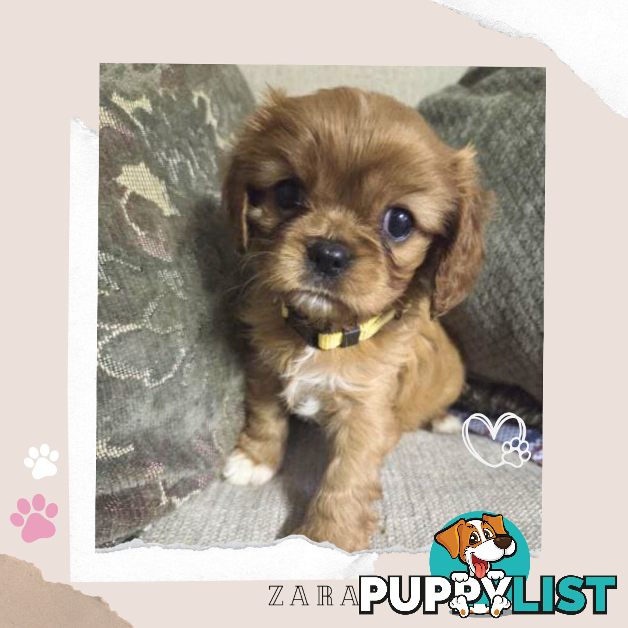 Purebred Cavalier King Charles Puppies - Located Mooroolbark VIC 3138