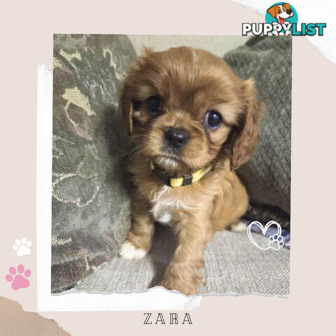 Purebred Cavalier King Charles Puppies - Located Mooroolbark VIC 3138