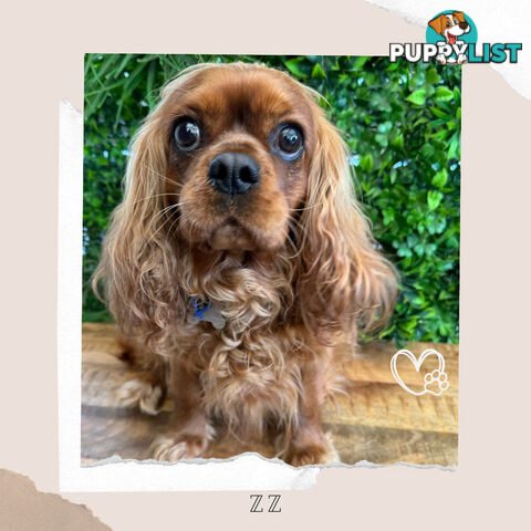 Beautiful Pure Bred Cavalier King Charles - FULLY TOILET TRAINED - Located in Boronia