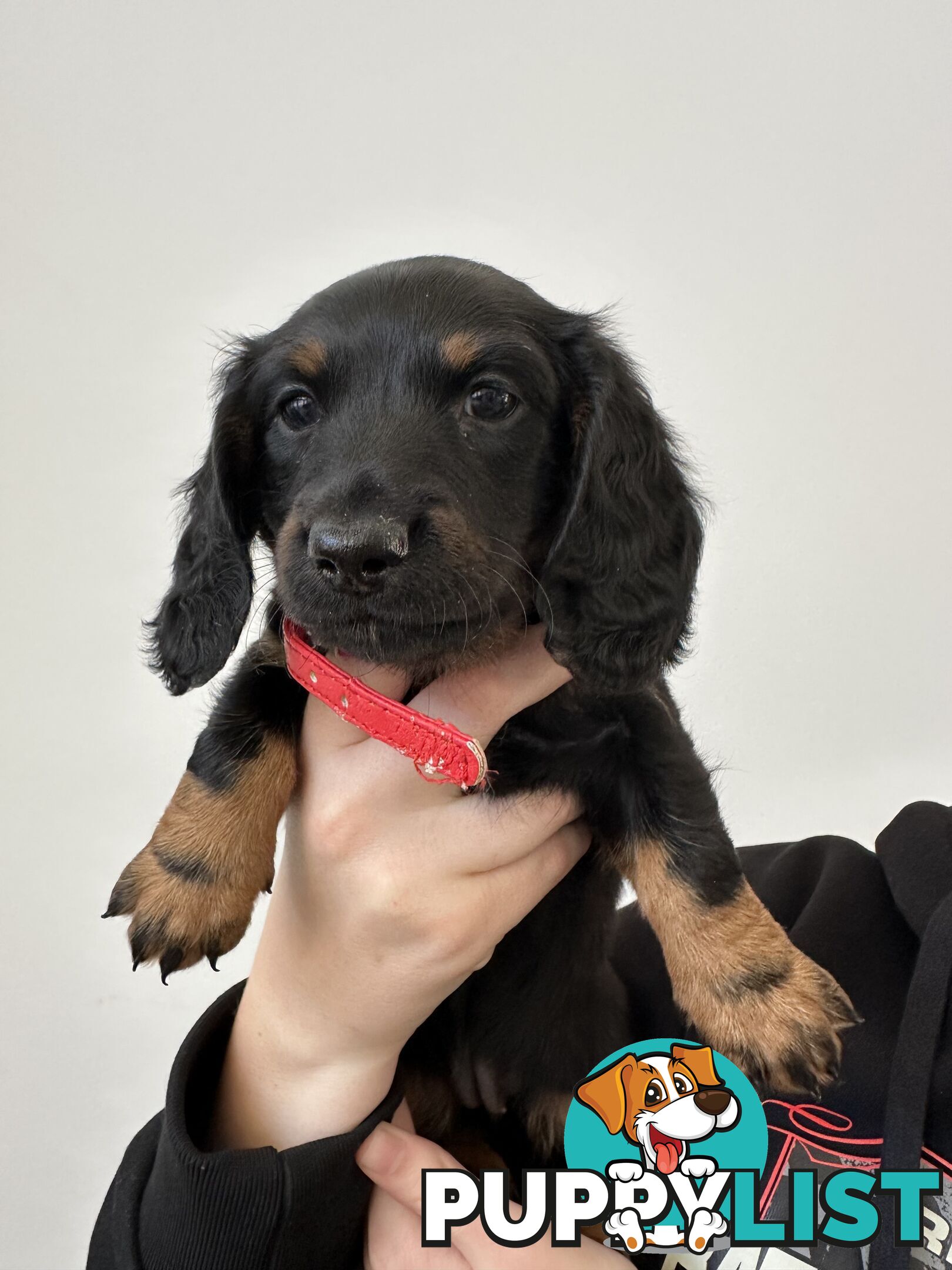 Long hair dachshund puppies