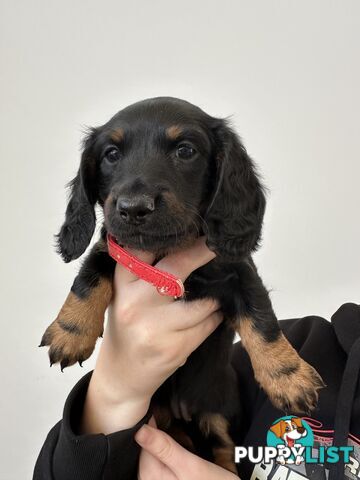 Long hair dachshund puppies