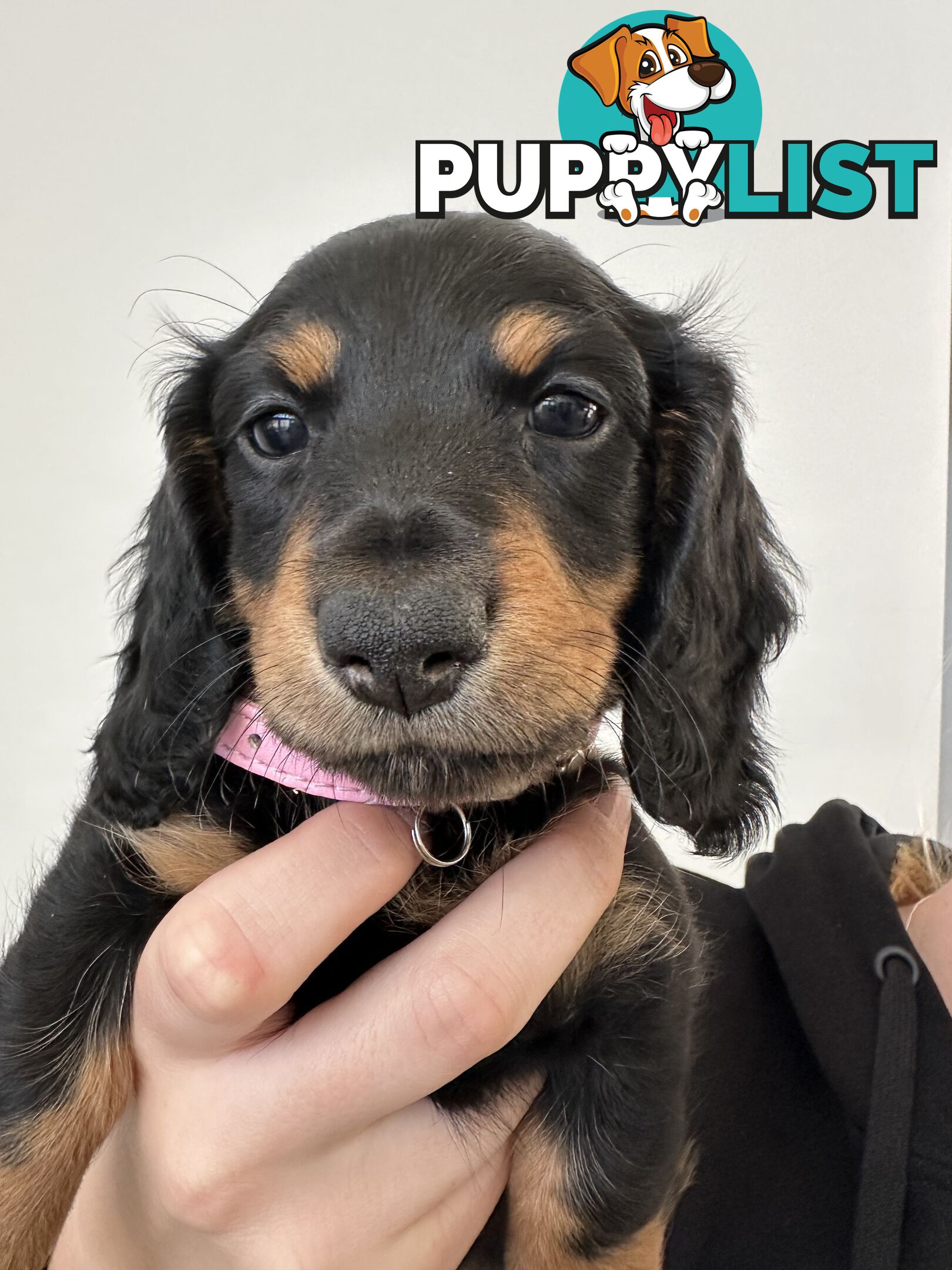 Long hair dachshund puppies