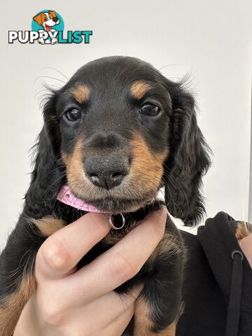 Long hair dachshund puppies