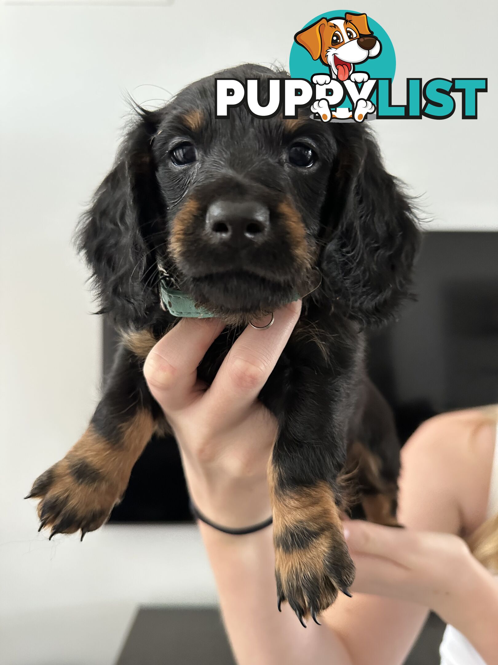 Long hair dachshund puppies