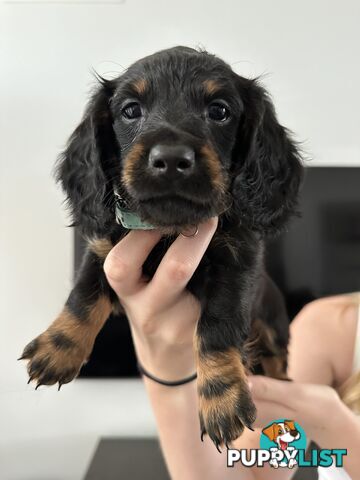 Long hair dachshund puppies