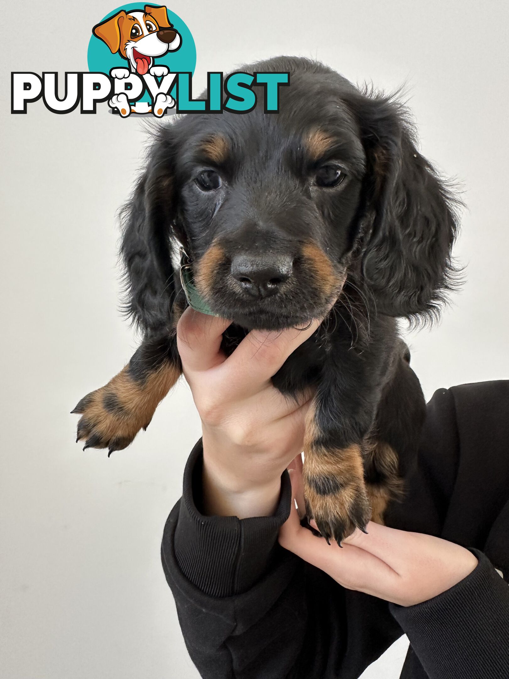 Long hair dachshund puppies