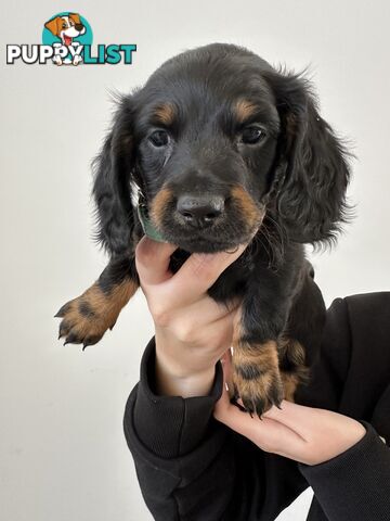 Long hair dachshund puppies