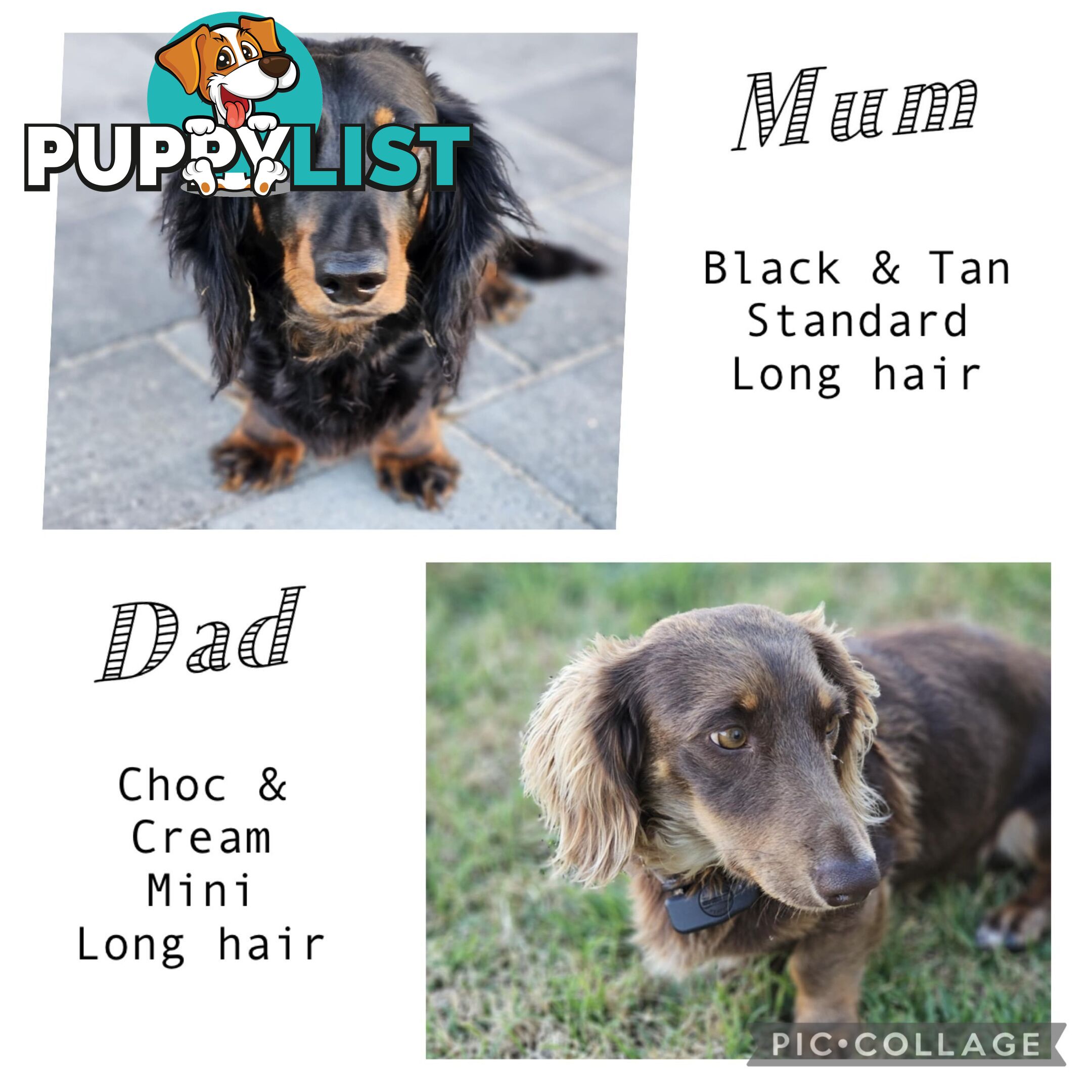 Long hair dachshund puppies