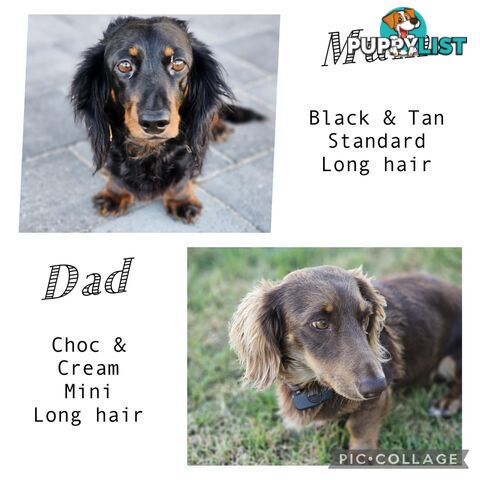 Long hair dachshund puppies