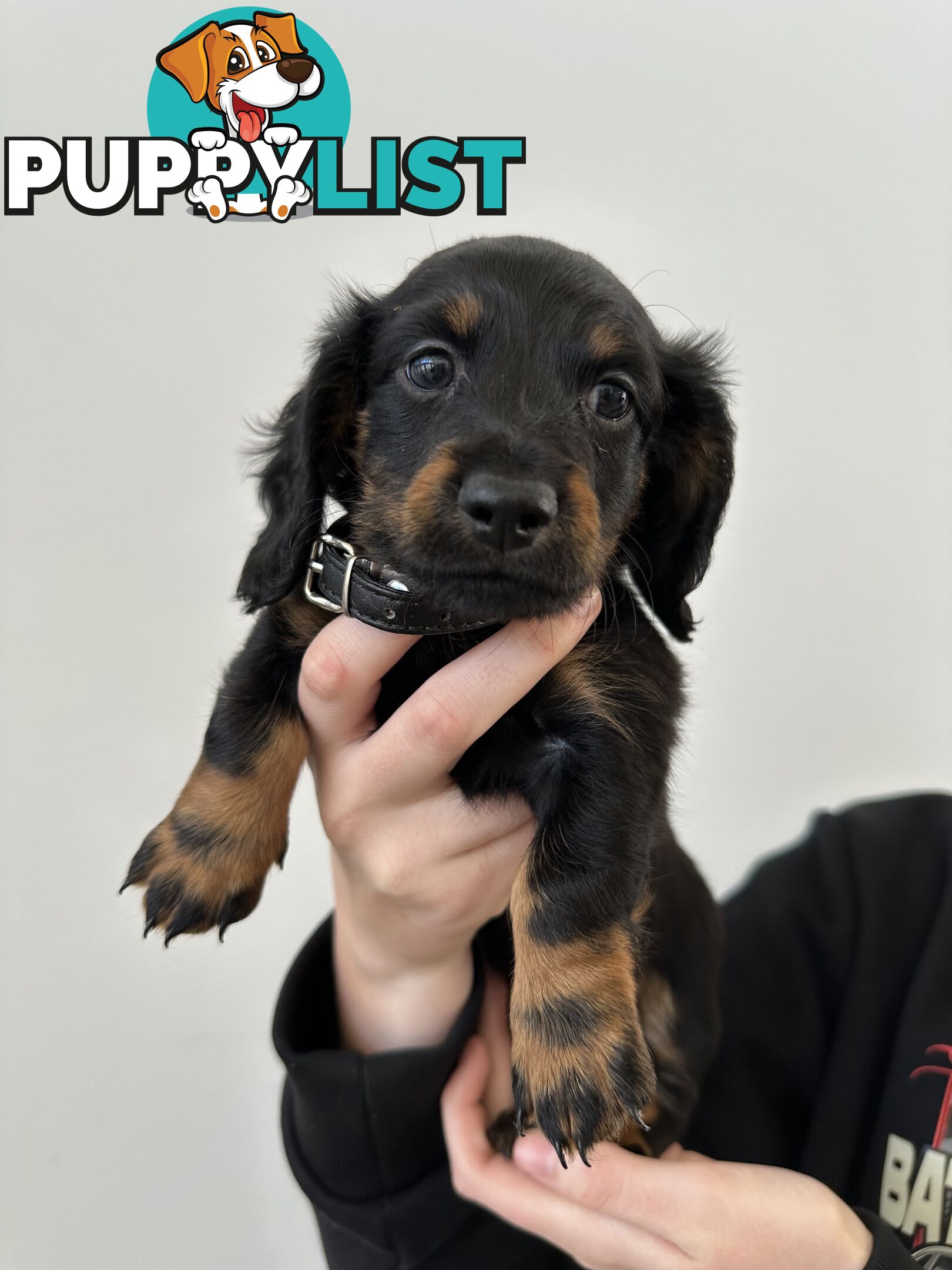 Long hair dachshund puppies