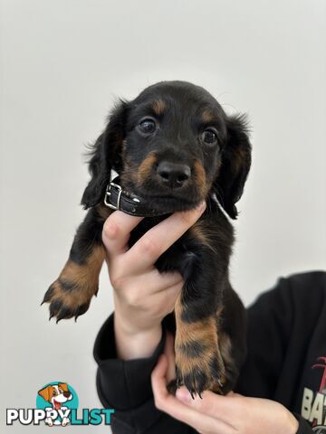 Long hair dachshund puppies