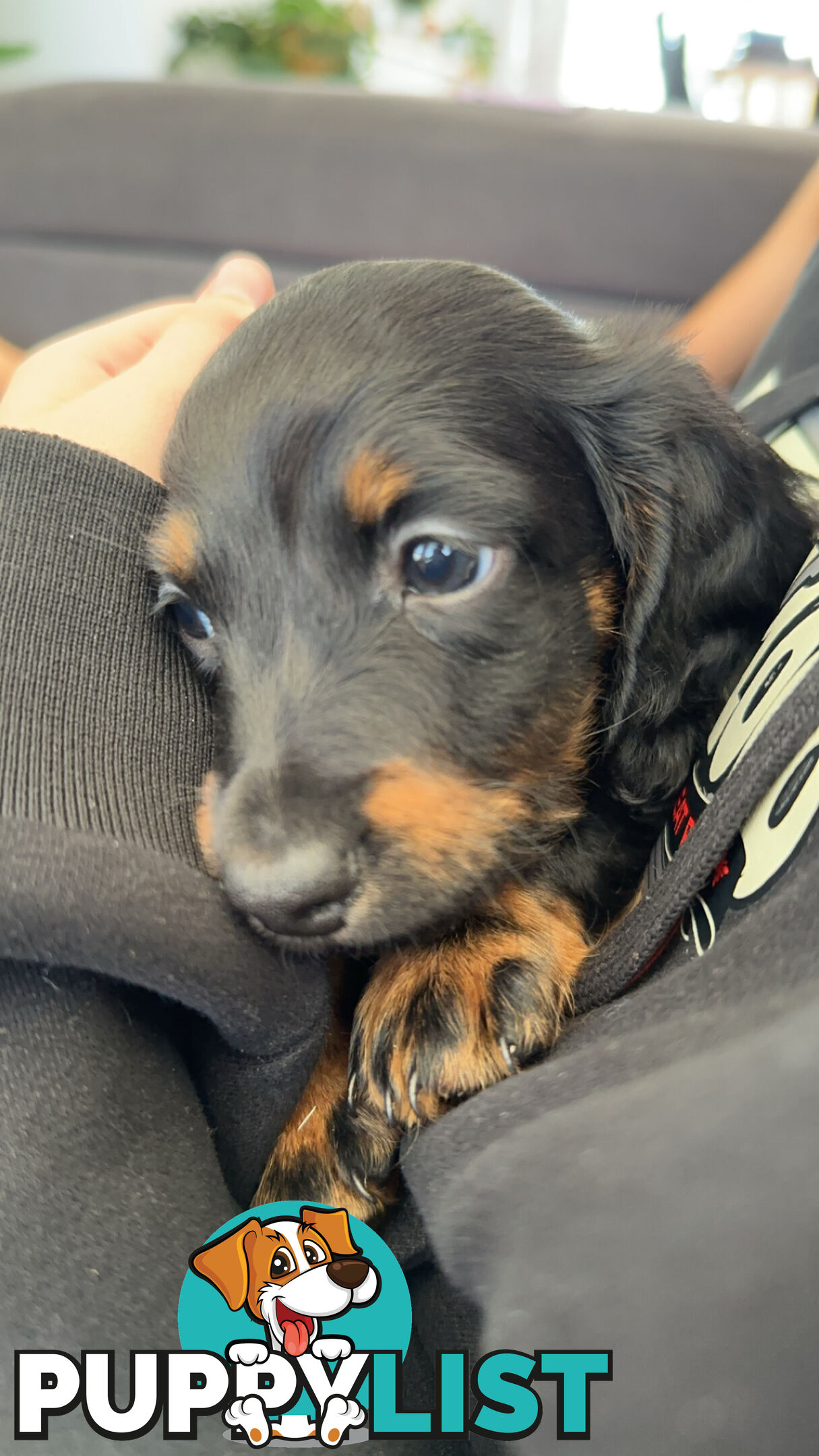 Long hair dachshund puppies