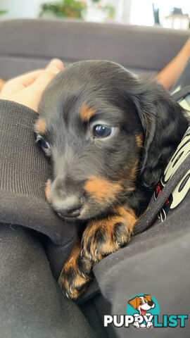 Long hair dachshund puppies