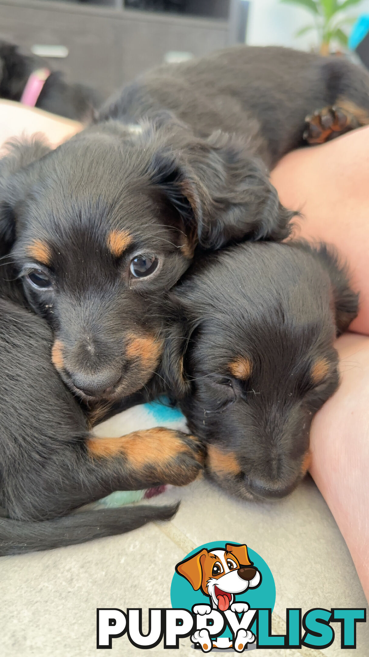 Long hair dachshund puppies