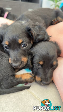 Long hair dachshund puppies