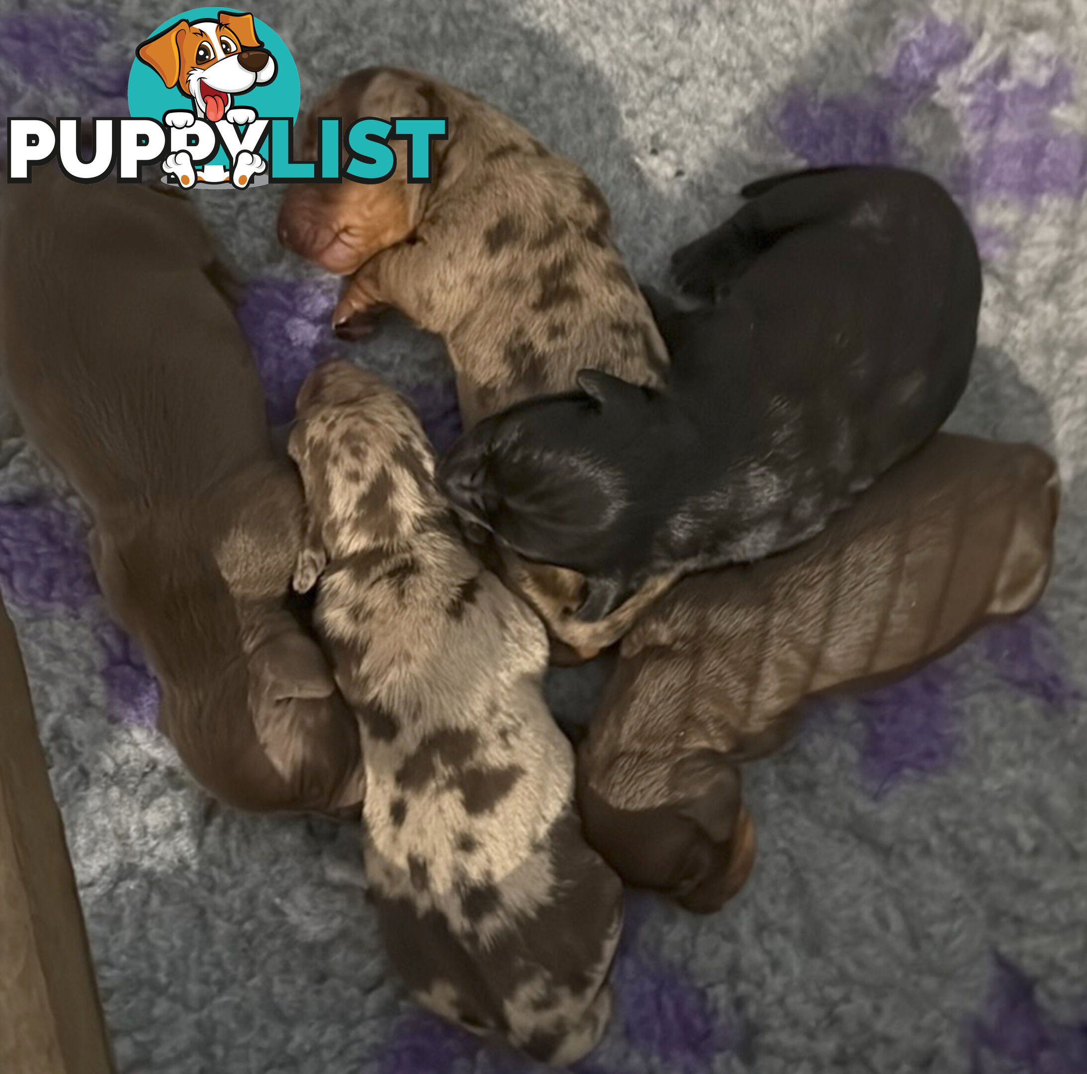 Miniature dachshund