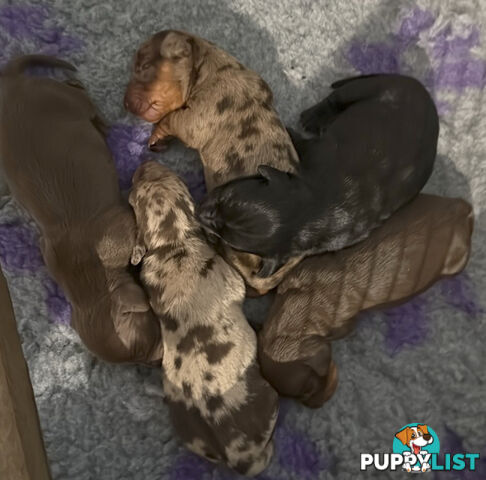 Miniature dachshund