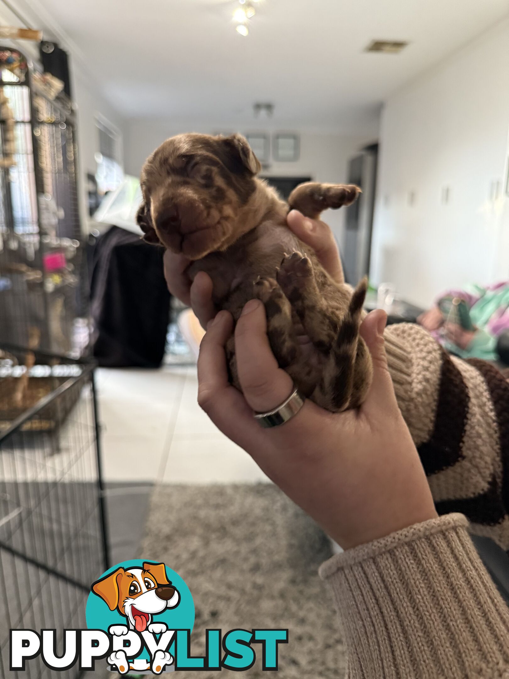 Miniature dachshund