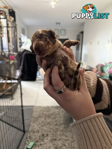 Miniature dachshund