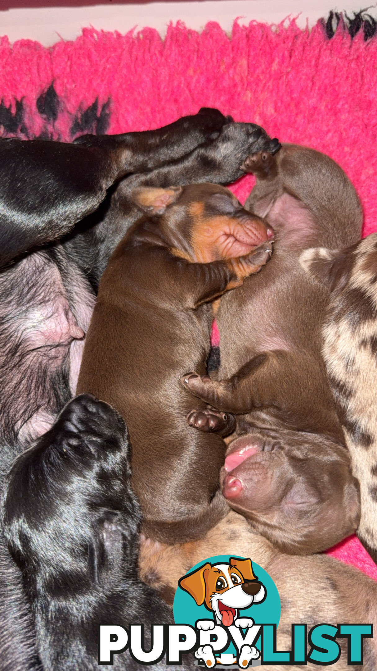 Miniature dachshund